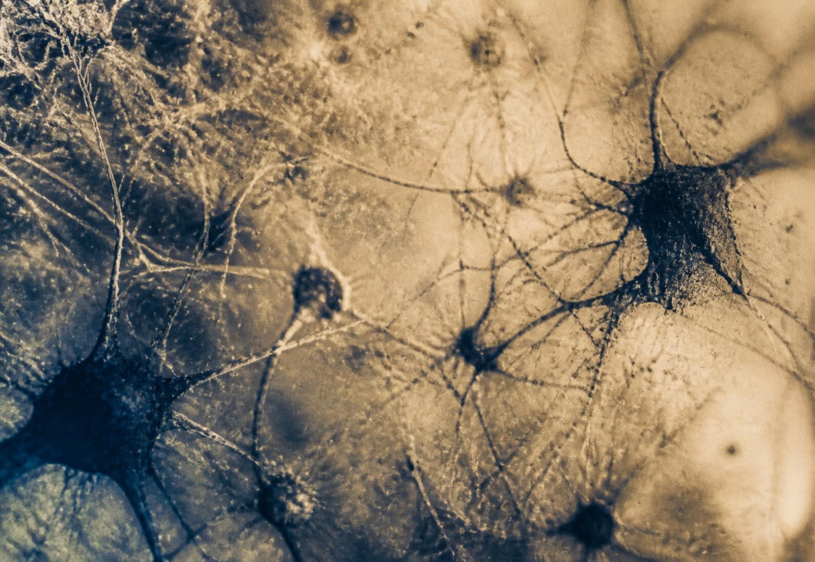 Macroscopic detail of a neural network, referencing the biological system underlying professional performance